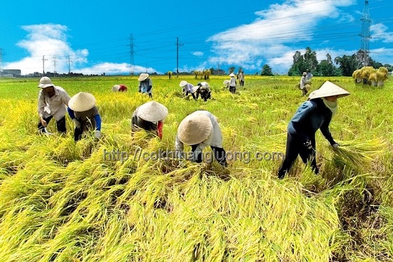 Lúa gạo Việt Nam chất lượng cao, năng suất cao là một sản phẩm nằm trong danh mục quốc gia
